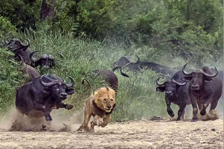 情势不妙,亚洲精英将面临严峻挑战的简单介绍 情势不妙,亚洲精英将面临严峻挑战的简单介绍